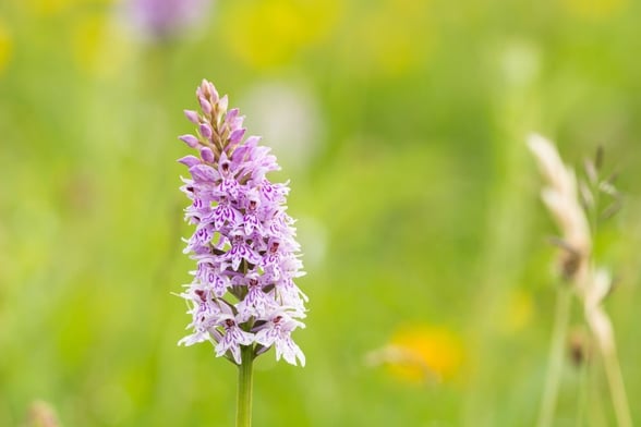 Common spotted orchid in the meadows at Keldy, North Yorkshire