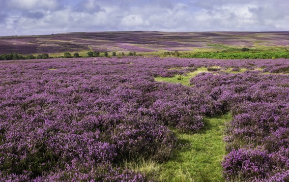 Heather moorland in North Yorkshire