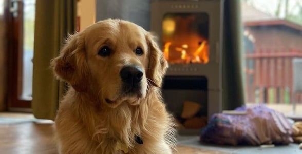 Golden retriever cosy by the fire at Forest Holidays 