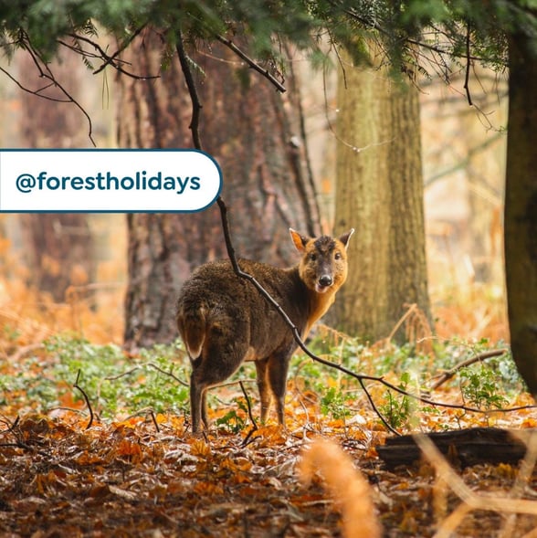 Share that Forest Feeling!