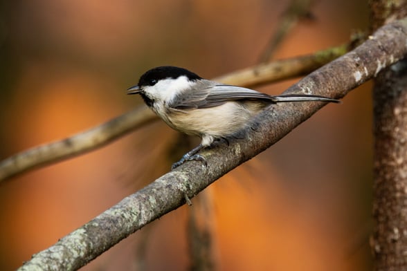 Willow Tit