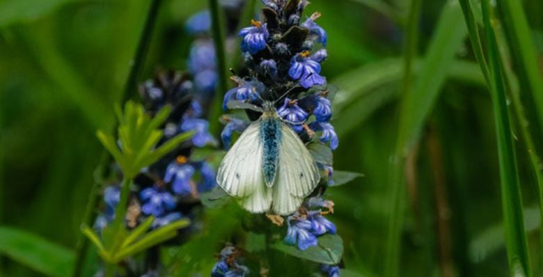 Credit: Alex Bowden.