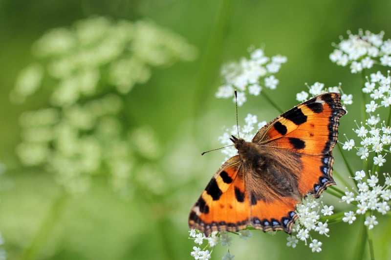 Small tortoiseshell (Aglais urticae) on a meadow.