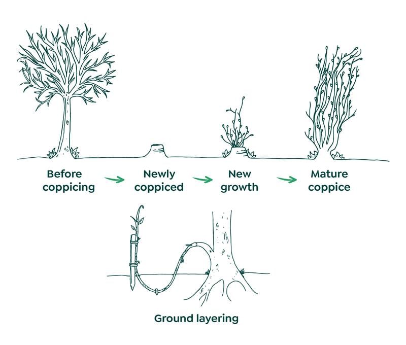 Infographic of coppicing process