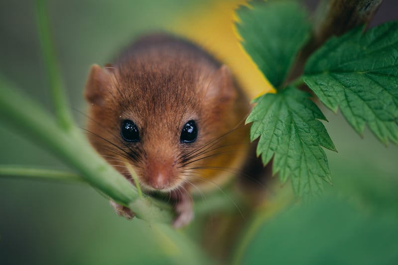 A hazel dormouse resting on a leaf