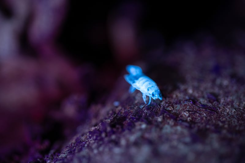 An insect emitting blue light under the UV torch