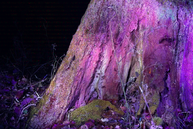 Tree bark and lichen glowing vibrant purple