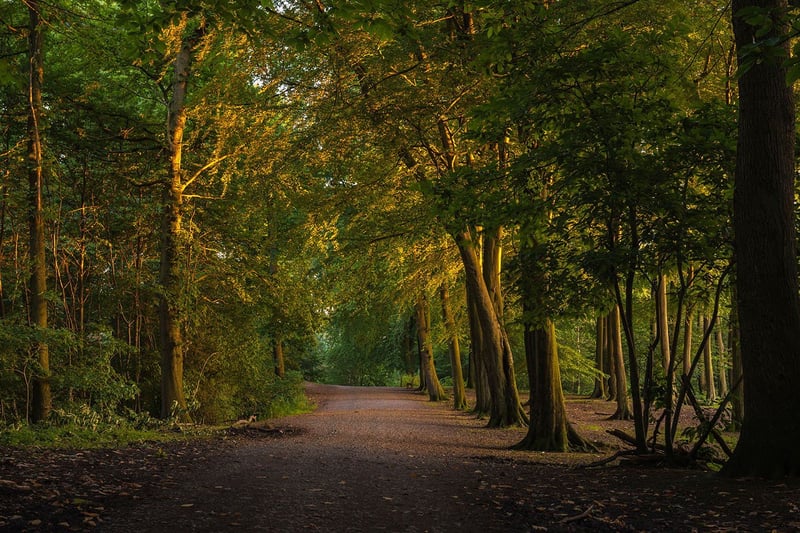 Evening sunlight passing through the trees in Delamere Forest, Cheshire