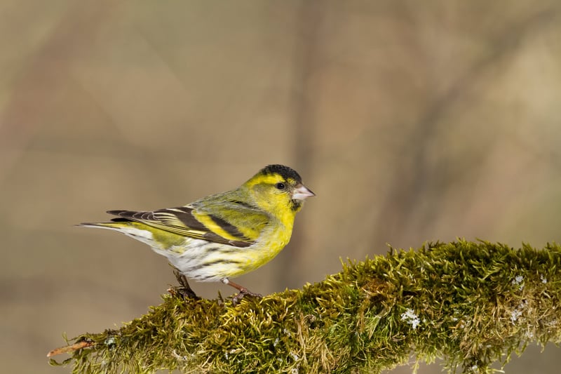 Birds Siskin Carduelis Spinus