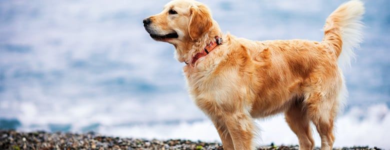 Dog enjoying a day out at the beach