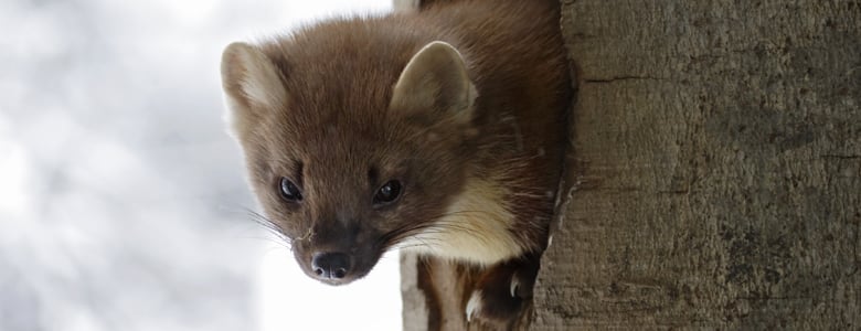 Pine Marten 
