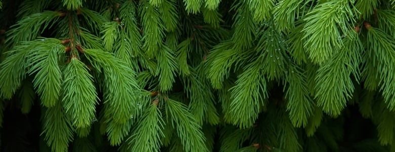 Fir tree