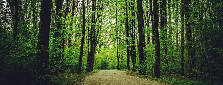 Green forest