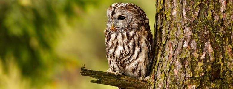 Tawny owl