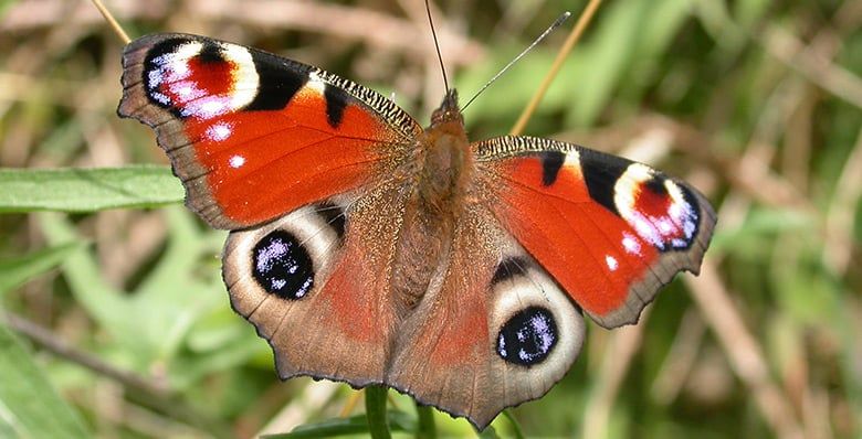 Peacock butterfly