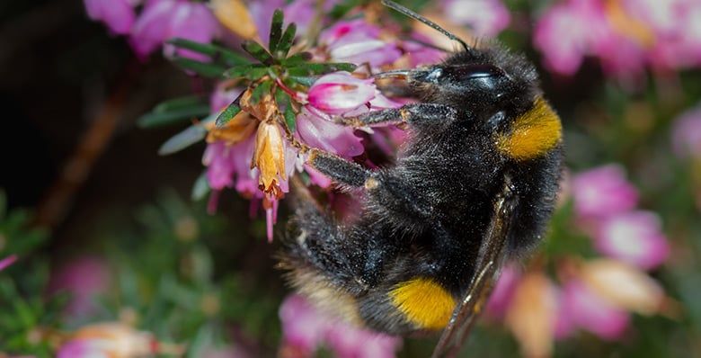 Queen buff-tailed bumblebee