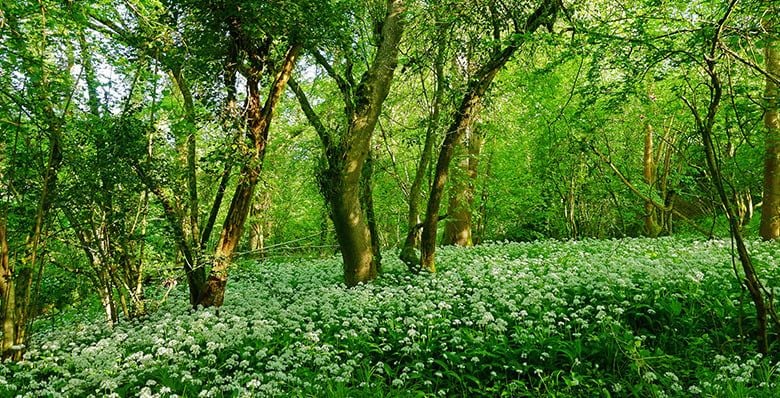 Wild garlic in the forest