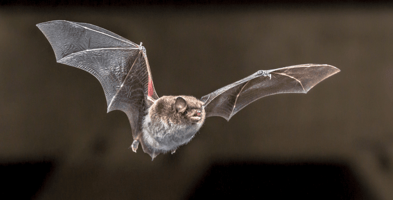 Myotis Daubentonii