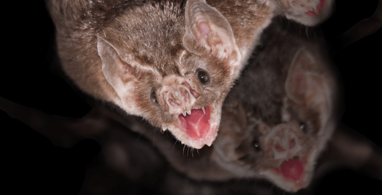 Vampire bat