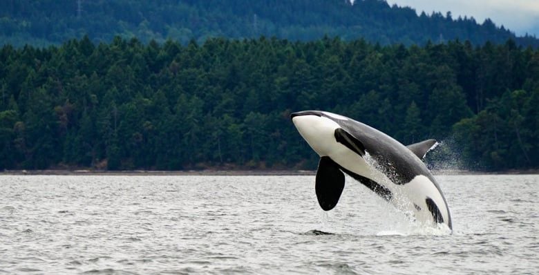 Orca in the sea