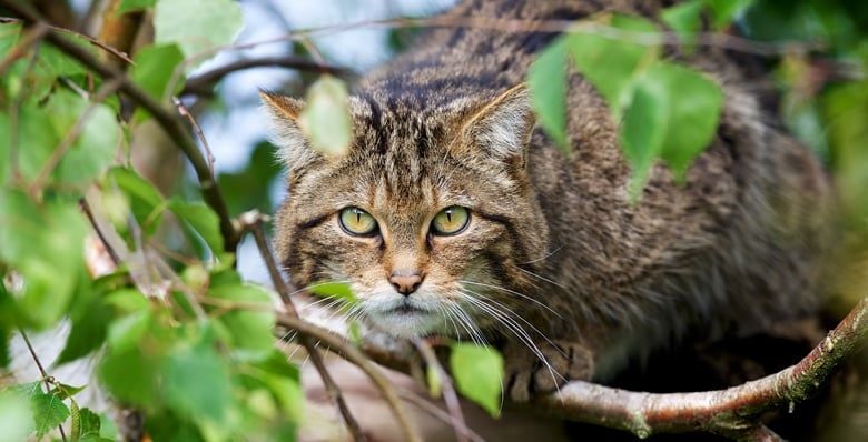 Wildcat in the trees