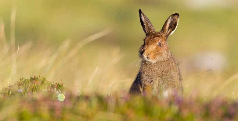 Mountain hare