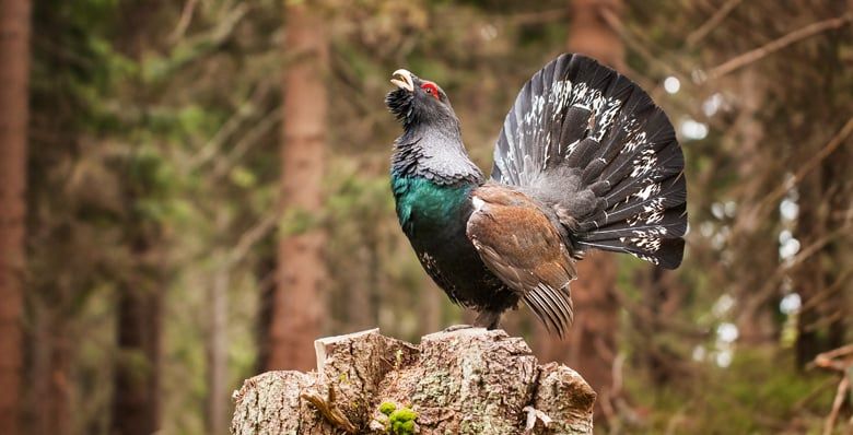 Capercaillie