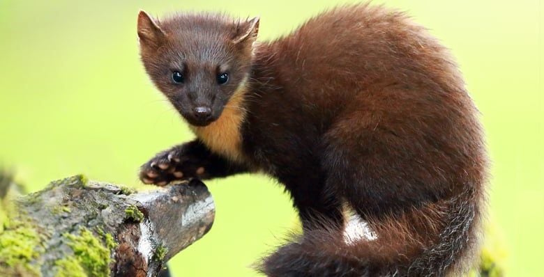 Pine marten