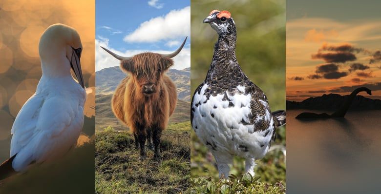Scottish animals