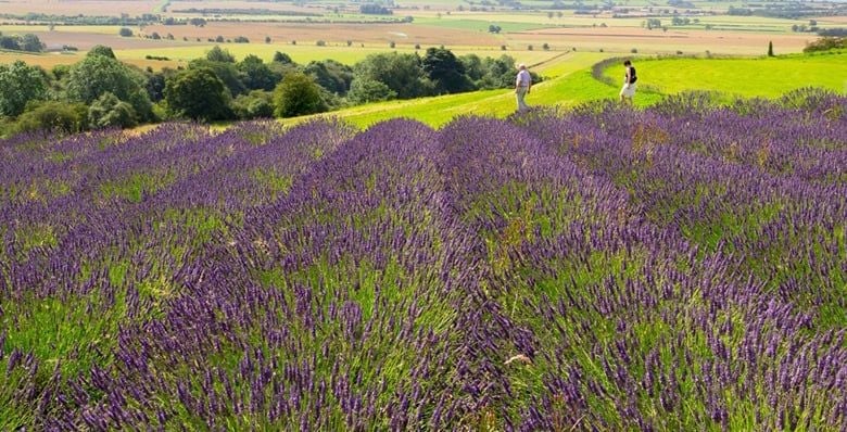 The Howardian Hills