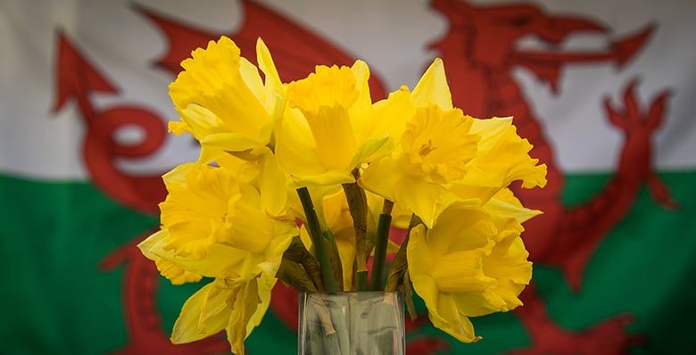 Daffodils