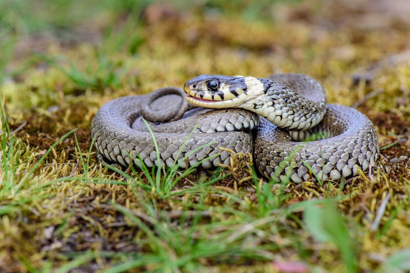 A grass snake