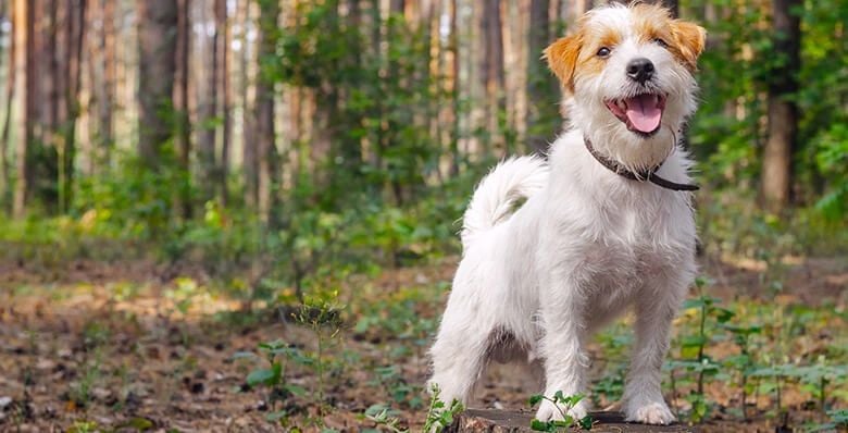 Dog enjoying a walk in the forest