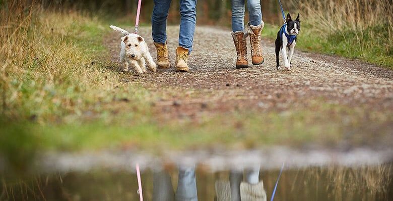 Pets splashing in puddles iin the forest