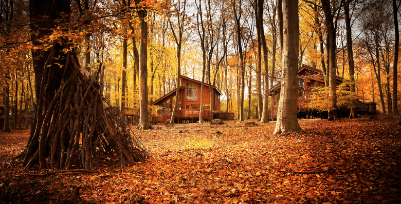 Blackwood Forest in autumn