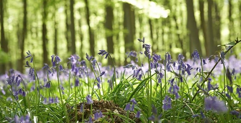 Bluebells at Blackwood Forest