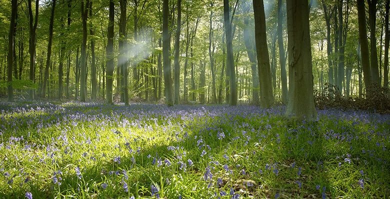 Bluebells at Blackwood Forest