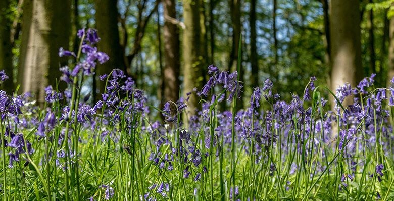 Bluebells at Blackwood Forest