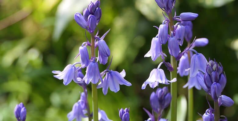 Bluebells at Blackwood Forest