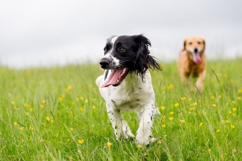 dog playing in a field 