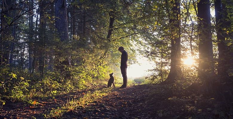 Dog walk through the woods