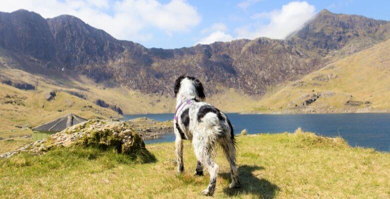 Dog walks at Snowdonia