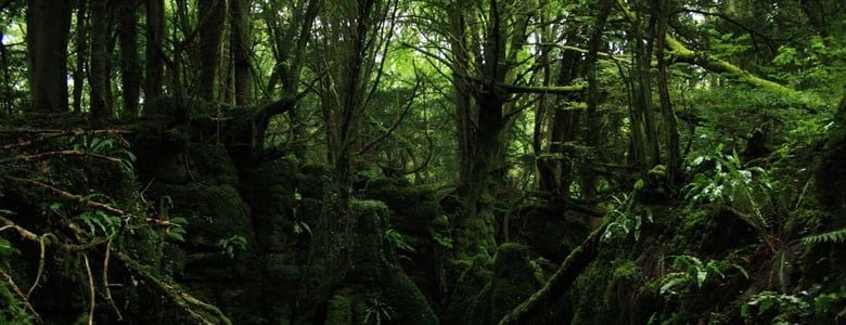 A view of Puzzlewood 