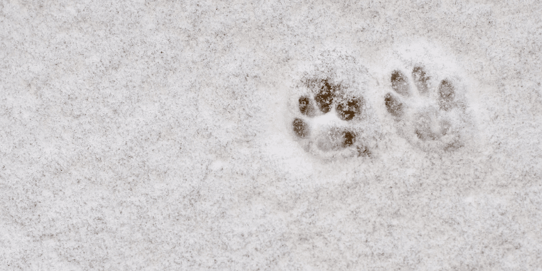 Dog footprints in the snow