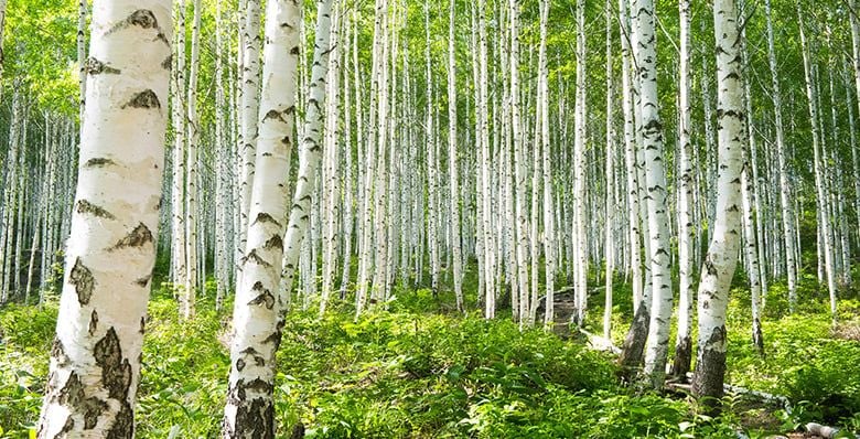 Silver birch trees