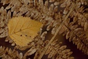 A close up of autumn leaves