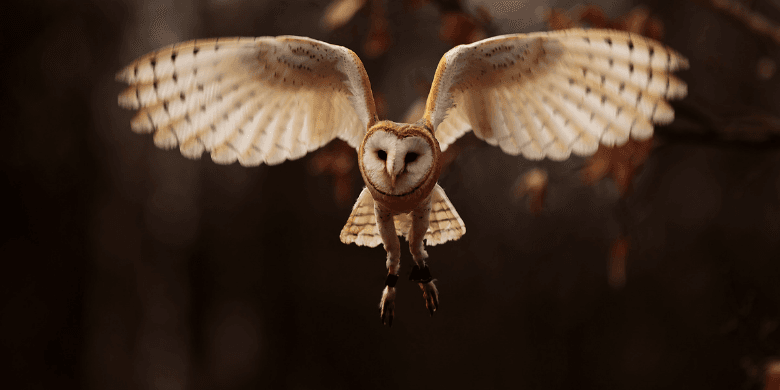 Barn owl flying