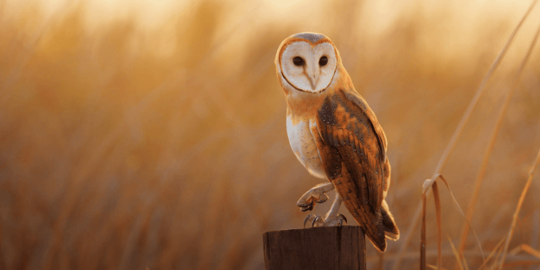 Barn owl perched