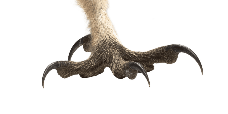 Close up of a Barn Owl talon