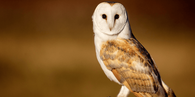 Barn owl in the wild
